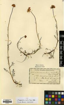 Type specimen at Edinburgh (E). Orphanides, Theodorus: 778. Barcode: E00385814.