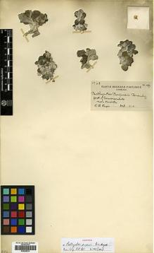 Type specimen at Edinburgh (E). Purpus, Carl: 4763. Barcode: E00385819.
