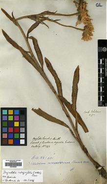 Type specimen at Edinburgh (E). Hartweg, Karl: 593. Barcode: E00385820.