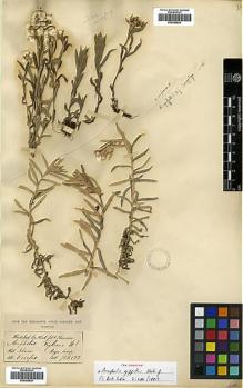 Type specimen at Edinburgh (E). Hooker, Joseph; Thomson, Thomas: . Barcode: E00385825.