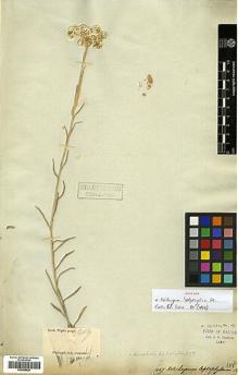 Type specimen at Edinburgh (E). Wight, Robert: 1467/13. Barcode: E00385829.