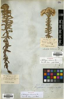 Type specimen at Edinburgh (E). Wight, Robert: 1466/12. Barcode: E00385833.
