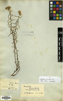 Type specimen at Edinburgh (E). Wallich, Nathaniel: 2942/52. Barcode: E00385835.