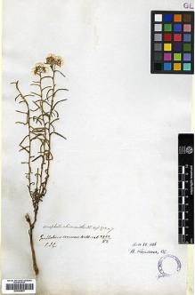Type specimen at Edinburgh (E). Wallich, Nathaniel: 2942/52. Barcode: E00385837.