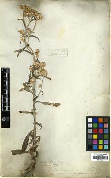 Type specimen at Edinburgh (E). Wallich, Nathaniel: 2948/58. Barcode: E00385840.