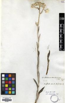 Type specimen at Edinburgh (E). Wallich, Nathaniel: 2948/58. Barcode: E00385841.