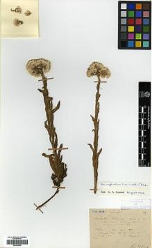 Type specimen at Edinburgh (E). Bodinier, Emile: 24. Barcode: E00385846.
