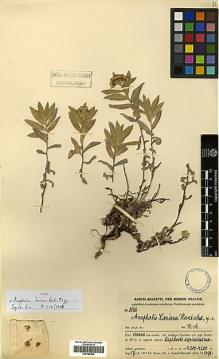 Type specimen at Edinburgh (E). Handel-Mazzetti, Heinrich: 8068. Barcode: E00385850.