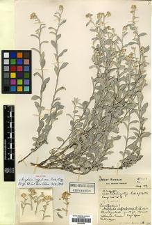 Type specimen at Edinburgh (E). Forrest, George: 27919. Barcode: E00385854.