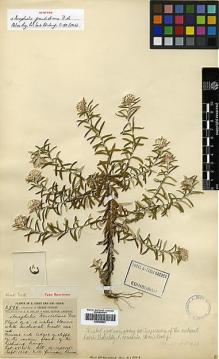 Type specimen at Edinburgh (E). Forrest, George: 2996. Barcode: E00385857.
