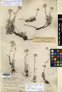 Type specimen at Edinburgh (E). Duthie, John: 19841. Barcode: E00385859.