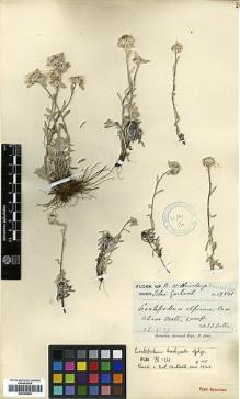 Type specimen at Edinburgh (E). Duthie, John: 19841. Barcode: E00385860.