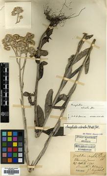 Type specimen at Edinburgh (E). Esquirol, Joseph: 2733. Barcode: E00385863.