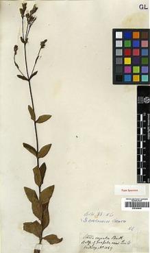 Type specimen at Edinburgh (E). Hartweg, Karl: 1089. Barcode: E00385869.