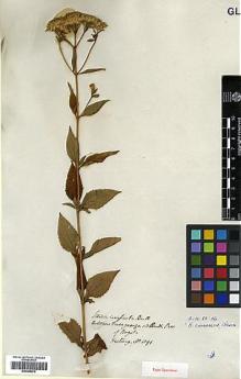 Type specimen at Edinburgh (E). Hartweg, Karl: 1091. Barcode: E00385870.
