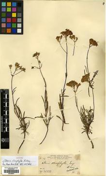 Type specimen at Edinburgh (E). Parry, Charles; Palmer, Edward: 319. Barcode: E00385876.