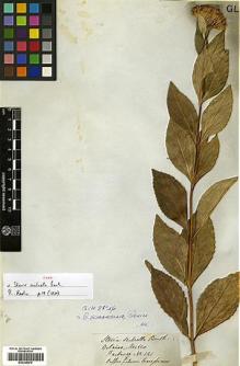 Type specimen at Edinburgh (E). Hartweg, Karl: 141. Barcode: E00385878.