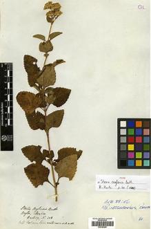 Type specimen at Edinburgh (E). Hartweg, Karl: 308. Barcode: E00385880.