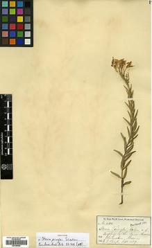 Type specimen at Edinburgh (E). Pringle, Cyrus: 1301. Barcode: E00385882.
