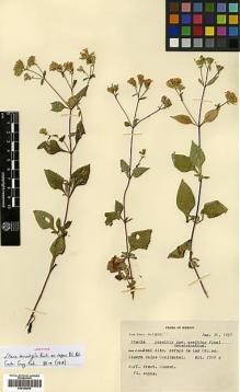 Type specimen at Edinburgh (E). Mexia, Ynes: 1601. Barcode: E00385885.