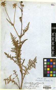 Type specimen at Edinburgh (E). Hartweg, Karl: 111. Barcode: E00385886.