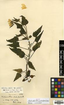 Type specimen at Edinburgh (E). Tracy, Samuel: 6919. Barcode: E00385887.