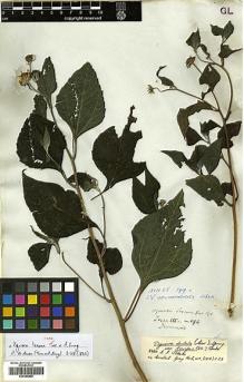 Type specimen at Edinburgh (E). Drummond, Thomas: 194. Barcode: E00385889.