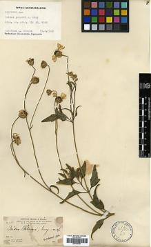 Type specimen at Edinburgh (E). Parry, Charles; Palmer, Edward: 489. Barcode: E00385891.