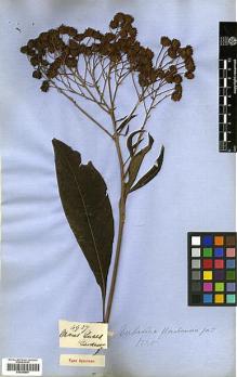 Type specimen at Edinburgh (E). Gardner, George: 4927. Barcode: E00385897.