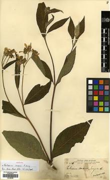Type specimen at Edinburgh (E). Parry, Charles; Palmer, Edward: 466. Barcode: E00385898.