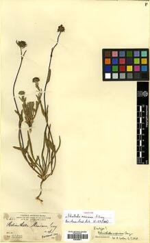 Type specimen at Edinburgh (E). Parry, Charles; Palmer, Edward: 463. Barcode: E00385901. Type specimen at Edinburgh (E). Parry, Charles; Palmer, Edward: 463. Barcode: E00385901.