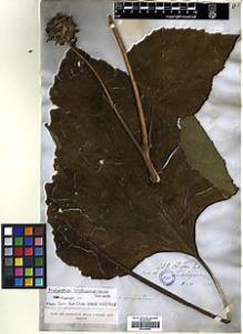 Type specimen at Edinburgh (E). Lindheimer, Ferdinand: 259. Barcode: E00385902.