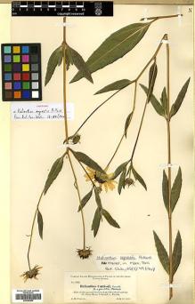 Type specimen at Edinburgh (E). Curtiss, Allen: 6741. Barcode: E00385904.