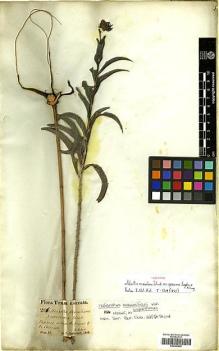 Type specimen at Edinburgh (E). Lindheimer, Ferdinand: 261. Barcode: E00385905.