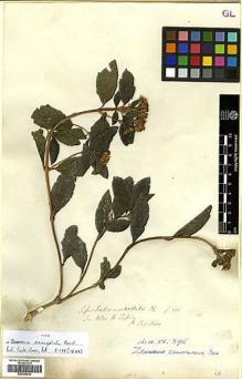 Type specimen at Edinburgh (E). Beechey's Voyage [Collector: A. Sinclair]: . Barcode: E00385910.