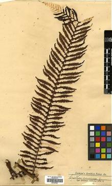 Type specimen at Edinburgh (E). Jenman, George: . Barcode: E00385920.