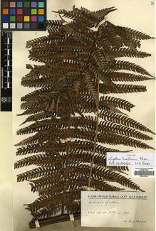 Type specimen at Edinburgh (E). von Türckheim, Hans: II 1645. Barcode: E00385926.