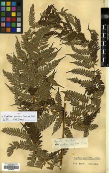 Type specimen at Edinburgh (E). Wallich, Nathaniel: 178. Barcode: E00385937.