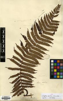 Type specimen at Edinburgh (E). Wallich, Nathaniel: 178. Barcode: E00385938.