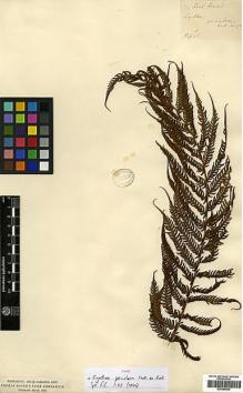 Type specimen at Edinburgh (E). Wallich, Nathaniel: 178. Barcode: E00385939.