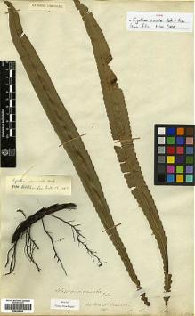 Type specimen at Edinburgh (E). Emerson: . Barcode: E00385940.