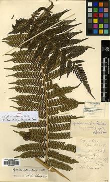 Type specimen at Edinburgh (E). Cavalerie, Pierre: 3384. Barcode: E00385944.