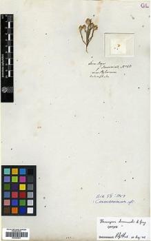 Type specimen at Edinburgh (E). Drummond, James: 68. Barcode: E00385951.