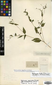 Type specimen at Edinburgh (E). Smith, Herbert: 536. Barcode: E00385953.