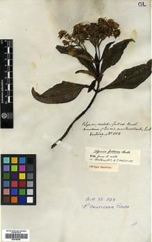 Type specimen at Edinburgh (E). Hartweg, Karl: 1158. Barcode: E00385954.