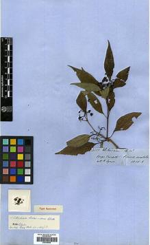 Type specimen at Edinburgh (E). Spruce, Richard: 4522. Barcode: E00385955.