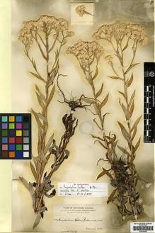 Type specimen at Edinburgh (E). Heller, Amos: 741. Barcode: E00385958.