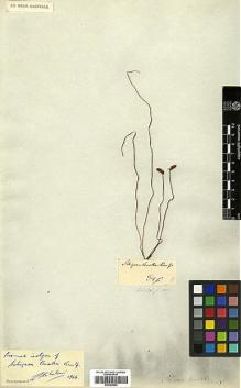 Type specimen at Edinburgh (E). Kaulfuss, Georg: . Barcode: E00385964.