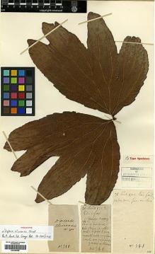 Type specimen at Edinburgh (E). Cavalerie, Pierre: 341. Barcode: E00385968.