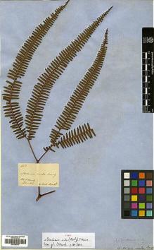 Type specimen at Edinburgh (E). Moritz, Johann: 452. Barcode: E00385973.